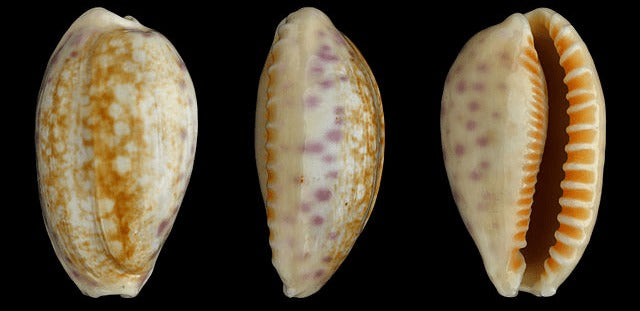 History of cowrie shell