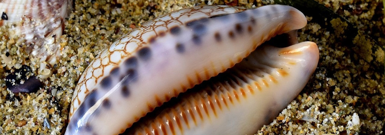 Cowrie shell