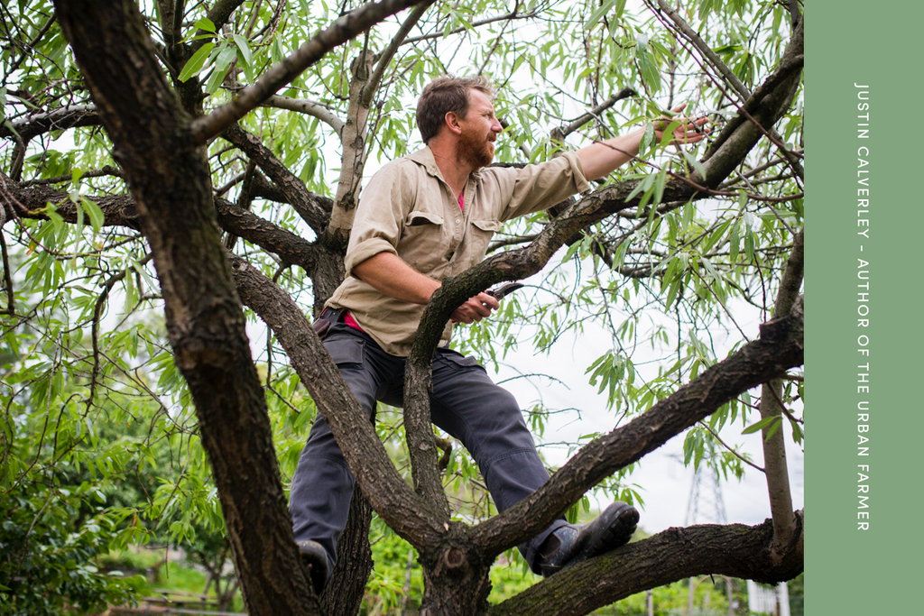 Justin Calverley - Author of The Urban Farmer