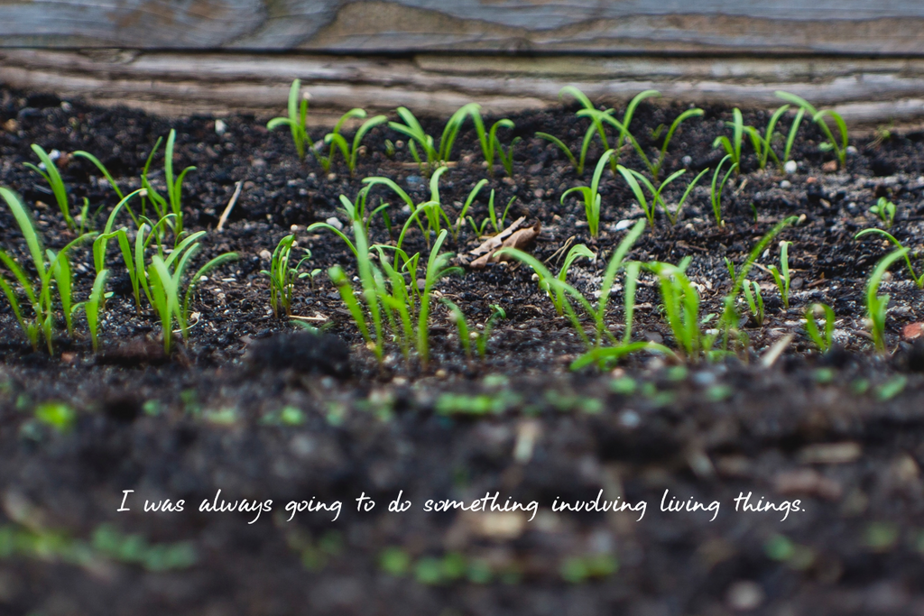 Plants growing