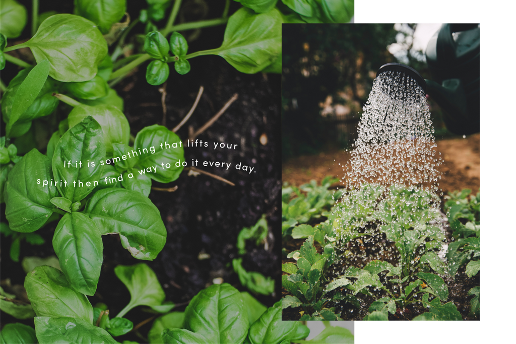 Plants being watered