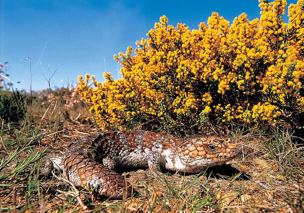 Greening Australia Works to Protect our Animals