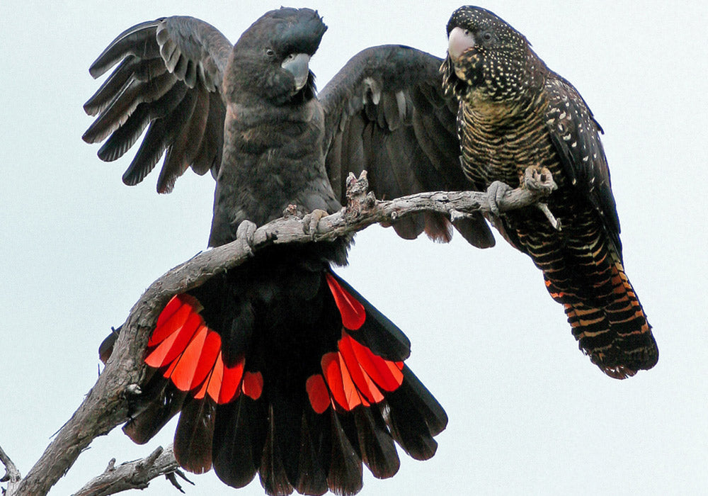 Greening Australia Protects our Birds