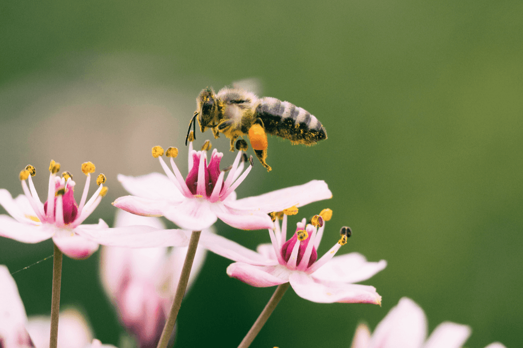 bee saver kit