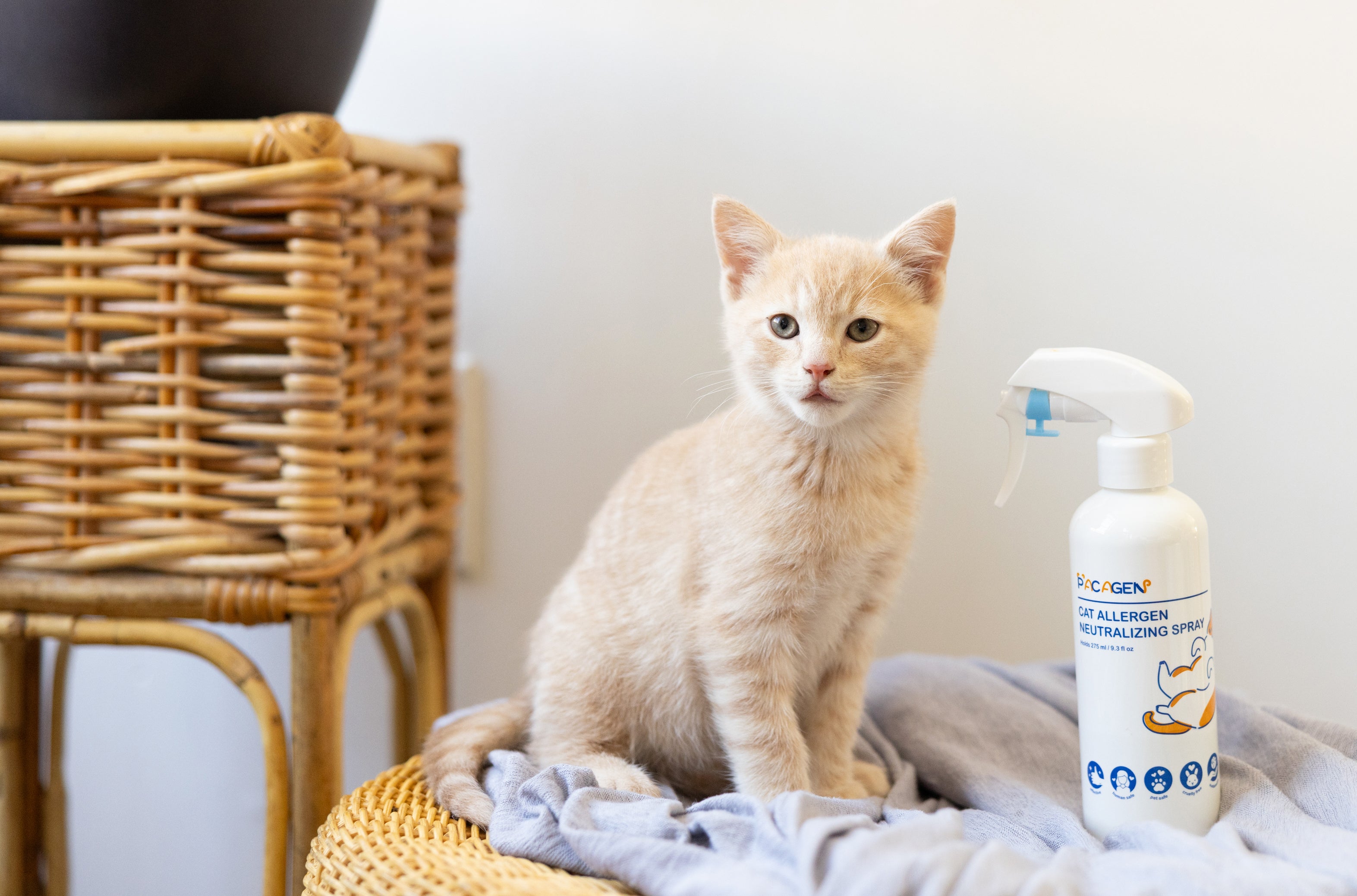 Kitten with Pacagen's Cat Allergen Neutralizing Spray