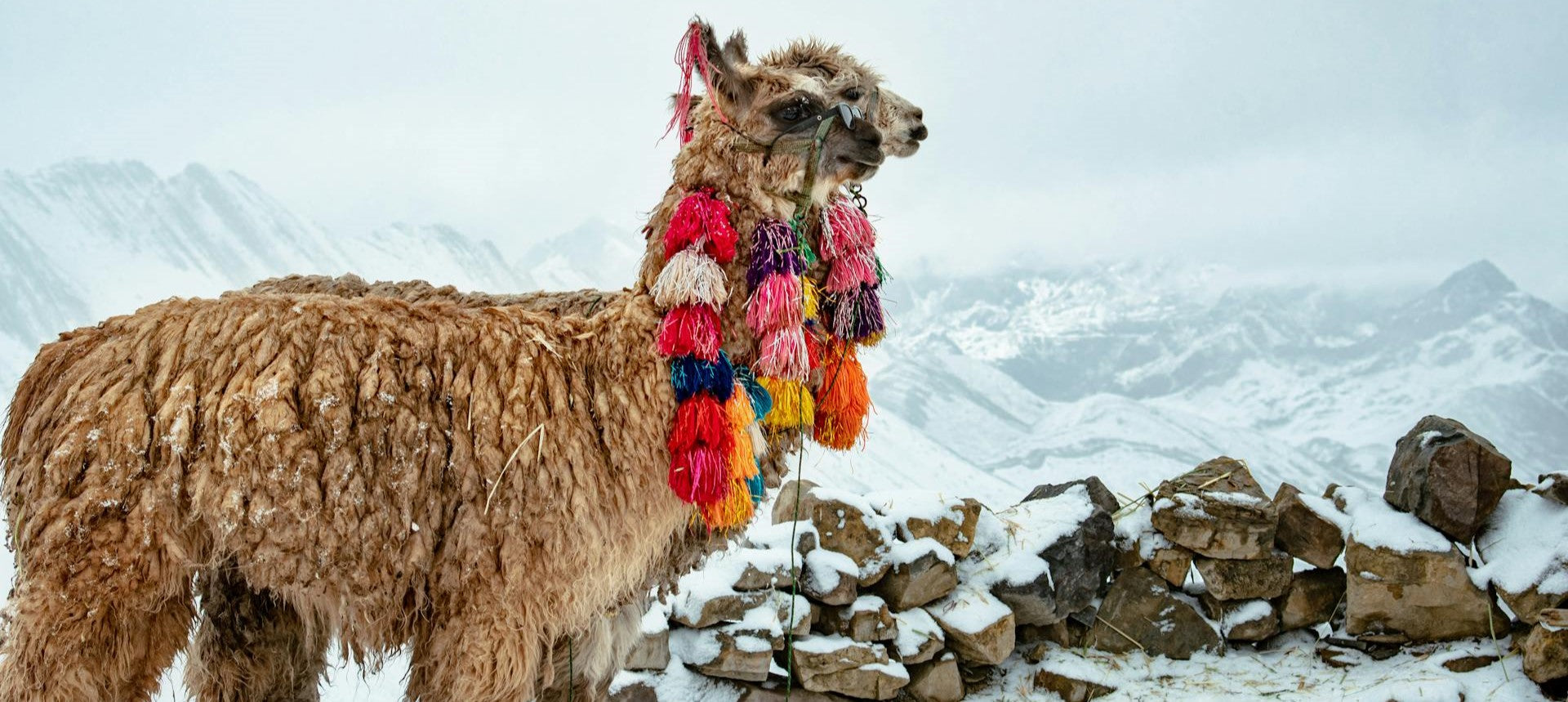 Alpacas in the Andes Mountains