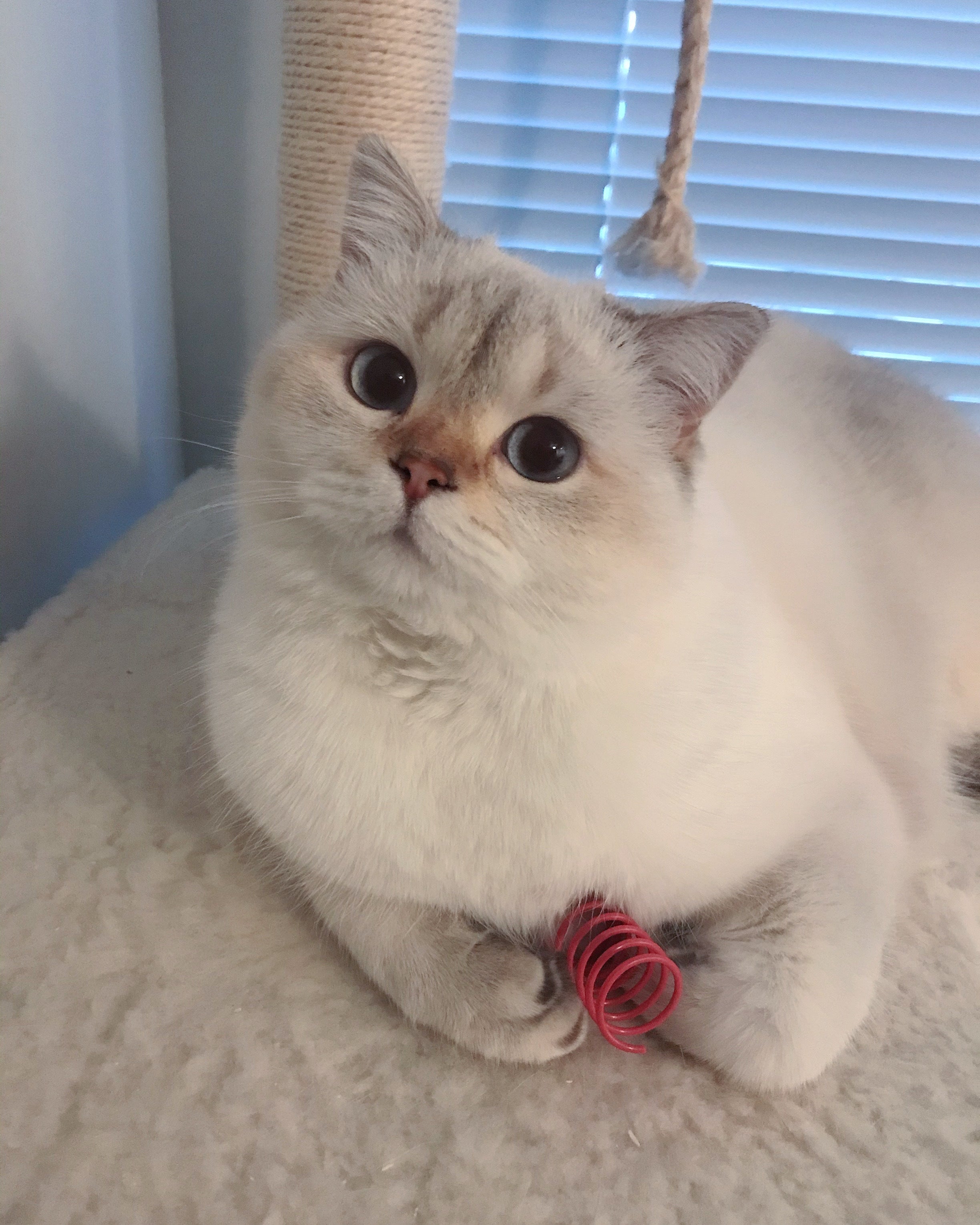 white cat playing with red spring toy