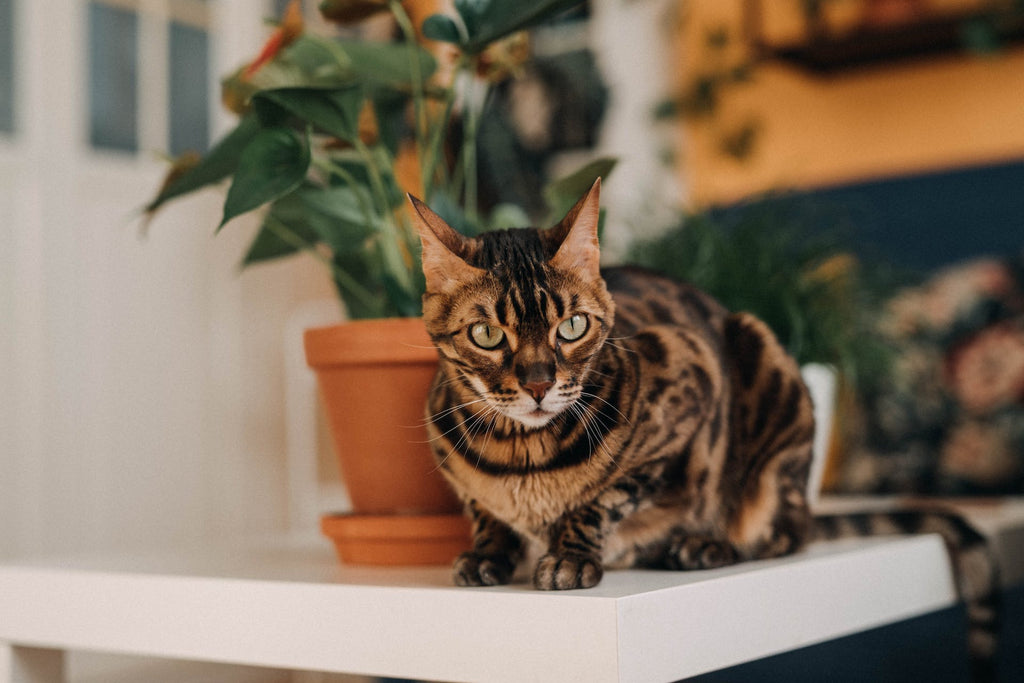 bengal cat next to a pot