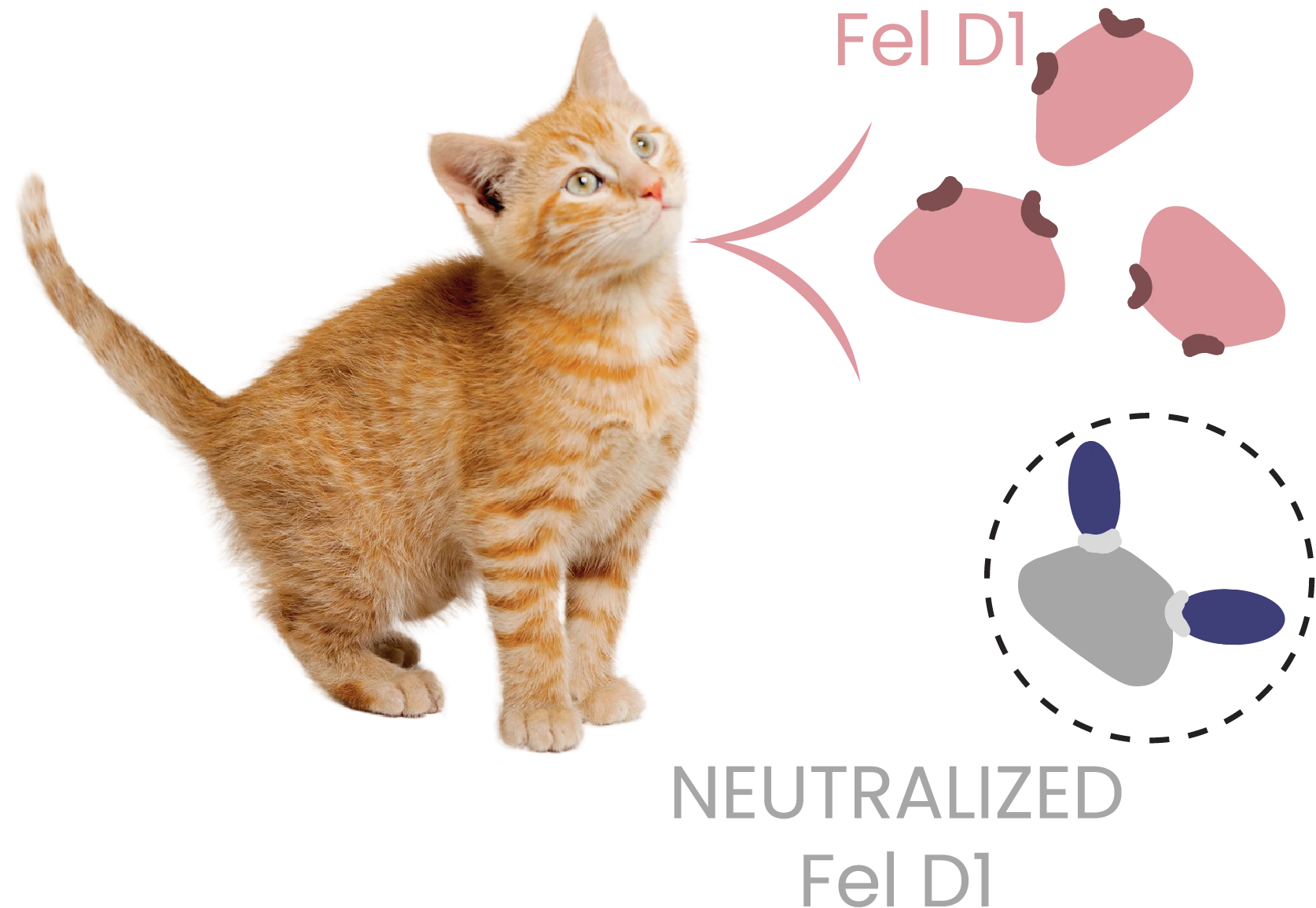 Graphic depicting cats secreting an allergen called Fel D1