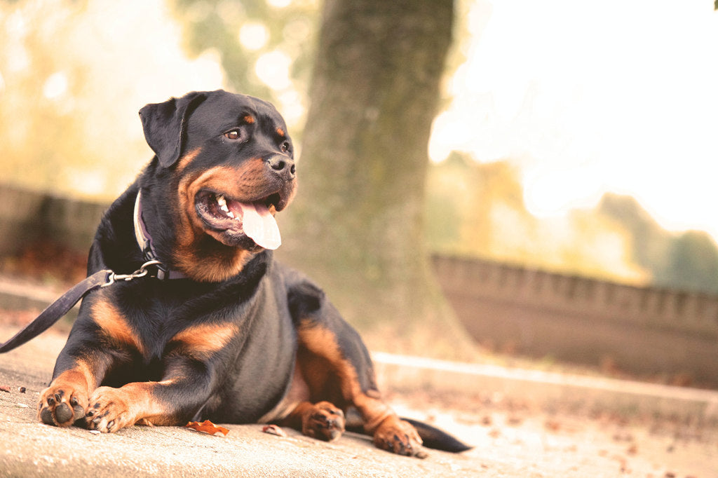 A dog lying on the ground