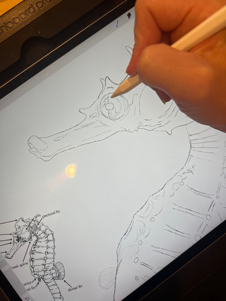 Sketching the White's Seahorse on my iPad in Procreate with Apple Pencil. Stickfigurefish