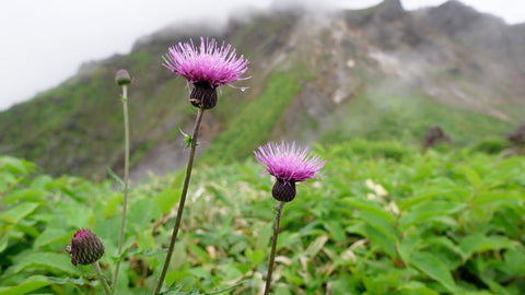 焼岳の花