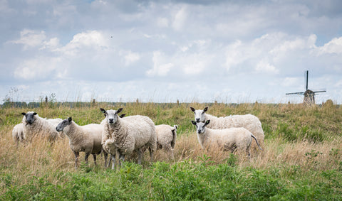 Schafe in der niederländischen Landschaft – Heimat der KYWIE-Wollarbeiter