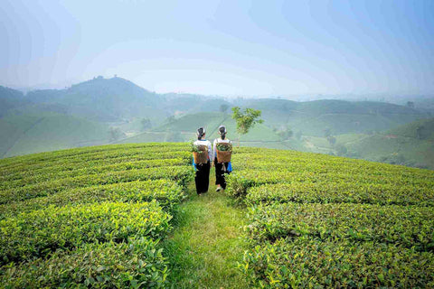 indian tea scenic beauty