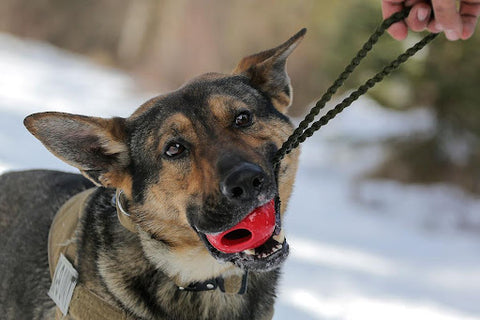 Dog fence collar Chew Warranty
