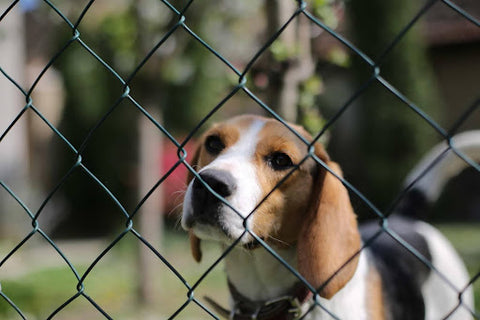 Dog Fenced