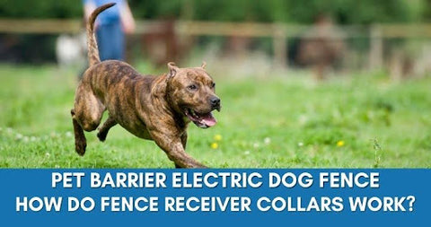 How does dog fence collars works?