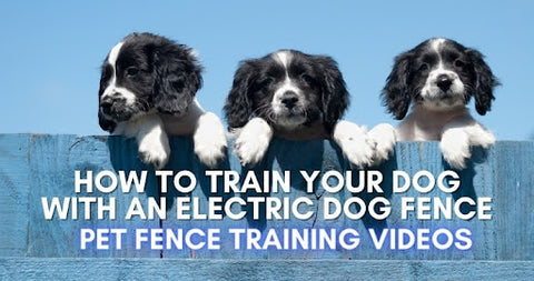 How to train your dogs with the Pet barrier dog fence system