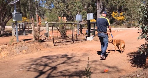 Open Gate Dog Fence Training