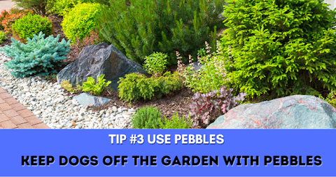 Tip # 3 - Use pebbles to keep off dogs