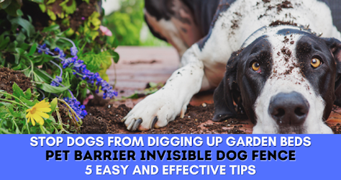 Stop Dog From Digging Up Garden Beds