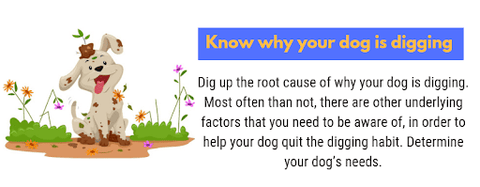 Know Your Dog Why It is Digging