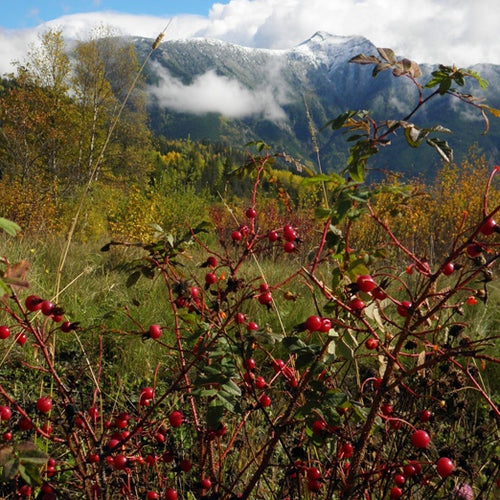 dwild-rose-hips-Beaver-Mtn-MMarcu-photo.jpg__PID:76f6909e-2d46-4fd6-a7c7-42b922239488