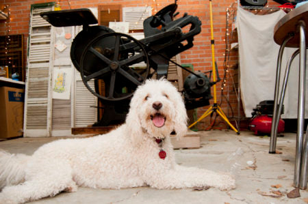 My garage studio in jackson, oh, and Willow!