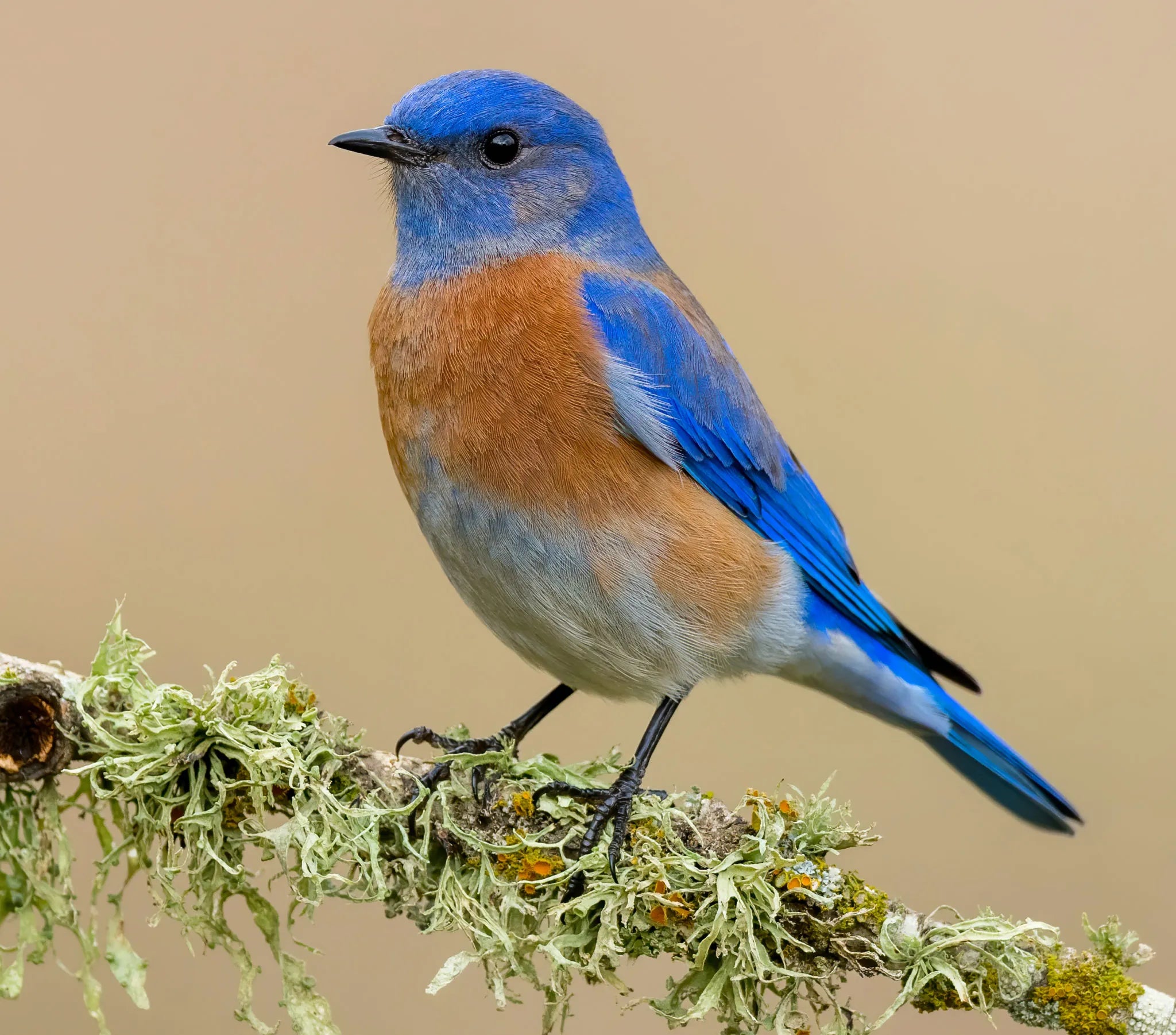 mountain sucker bird