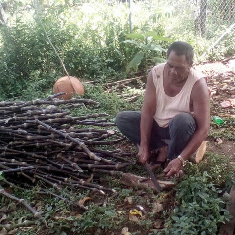 kava cultivation