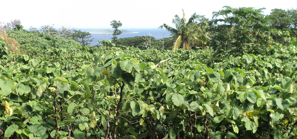 kava farming plant pacific piper islands root methysticum shrub drinking