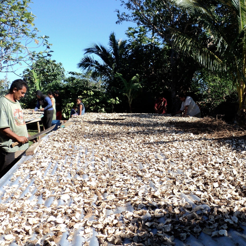 Kava Root Sun Drying 