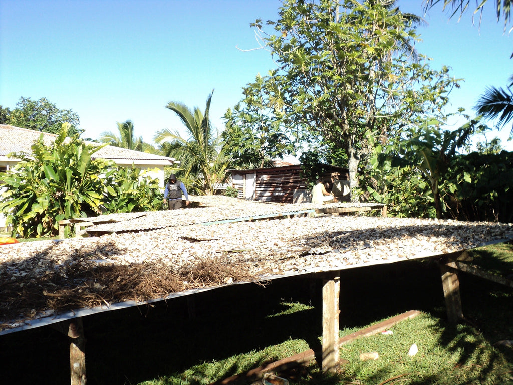 Tongan Kava
