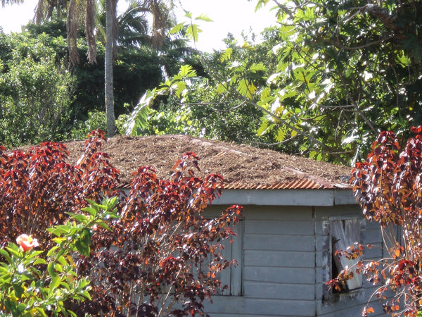 Kava Roots Drying