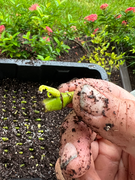 kava cuttings