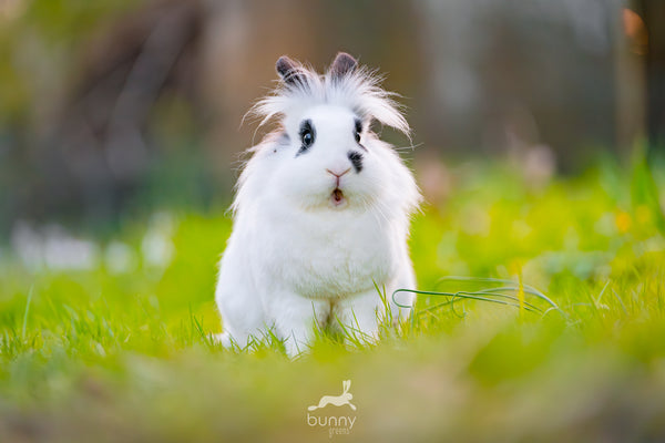 Kaninchen in Wiese erschreckt schauend