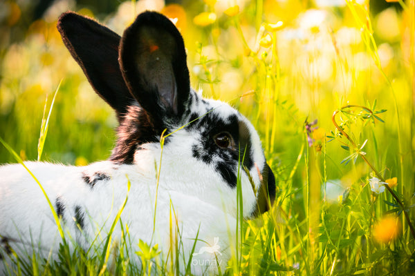 Kaninchen im Sonnenuntergang in Wiese sitzend