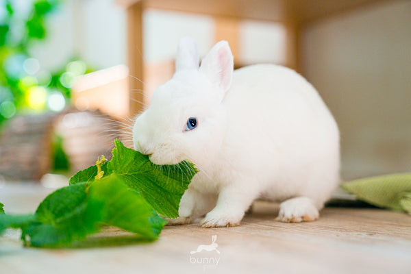 Weißes Kaninchen Haselnuss fressend