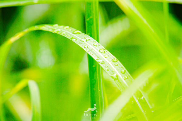 Gras mit Wassertropfen vom Morgentau