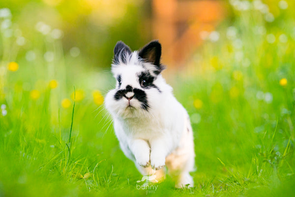 Kaninchen sprigend in artgerechtem Gartenauslauf