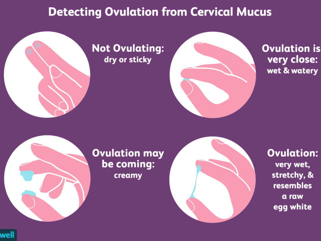 Ovulation Indication