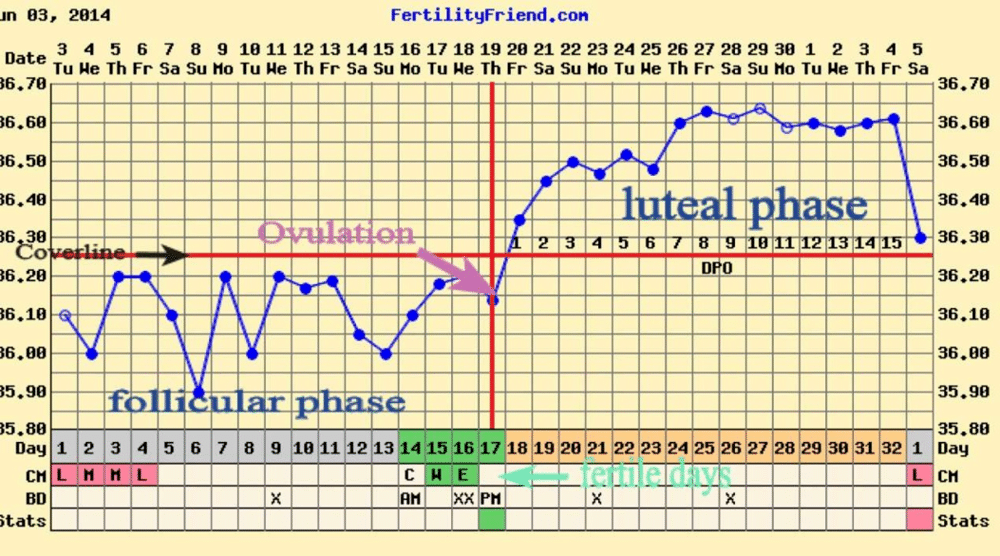 Ovulation Indication