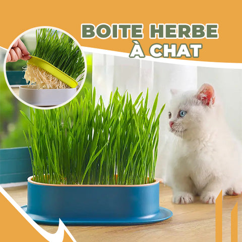 Bol d'herbe à chat