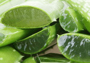 DIY moisturize dry hair madame la presidente aloe vera