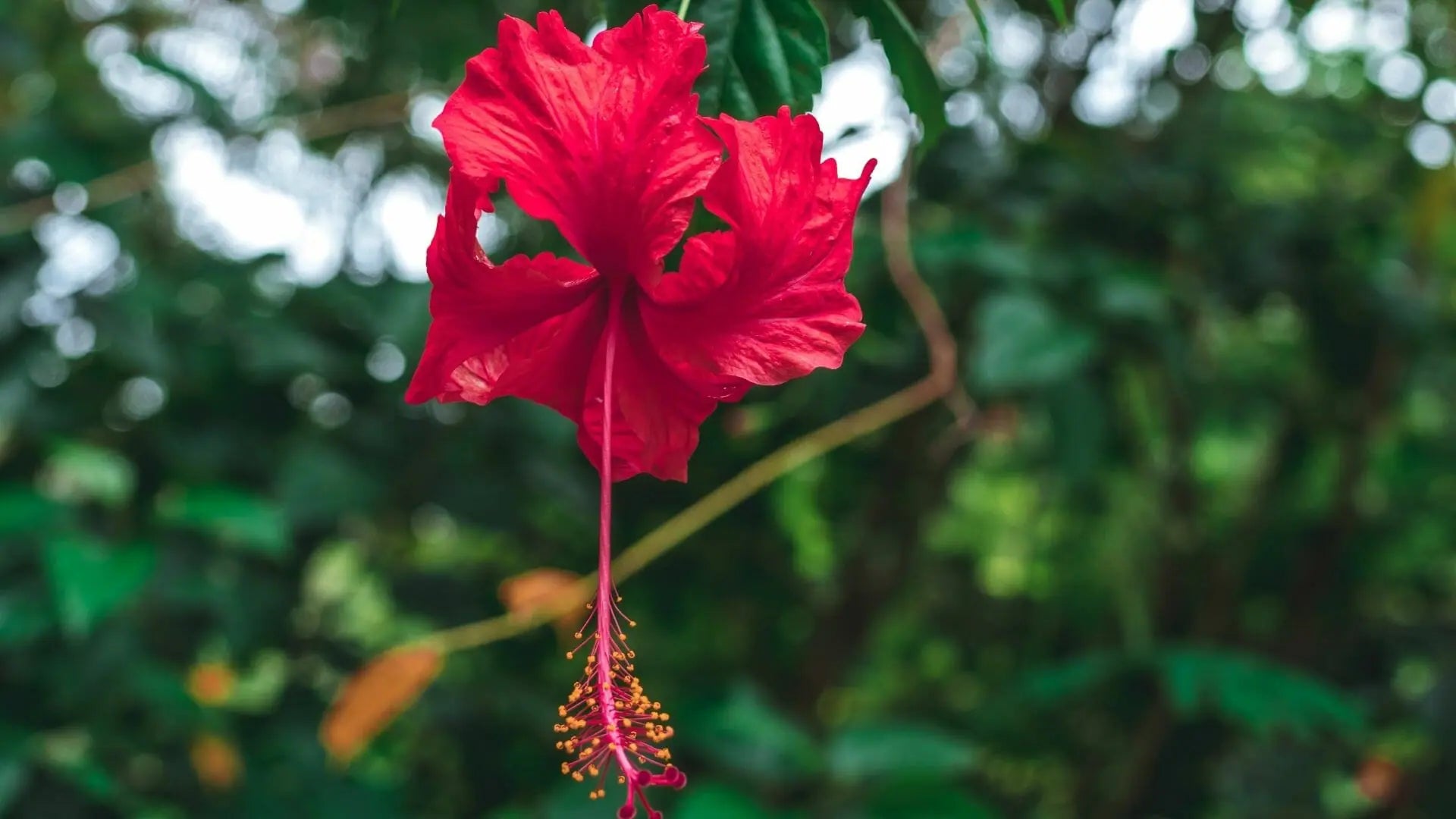 Fleur d'hibiscus séchée pour infusion et tisane : découvrez ses bienfaits