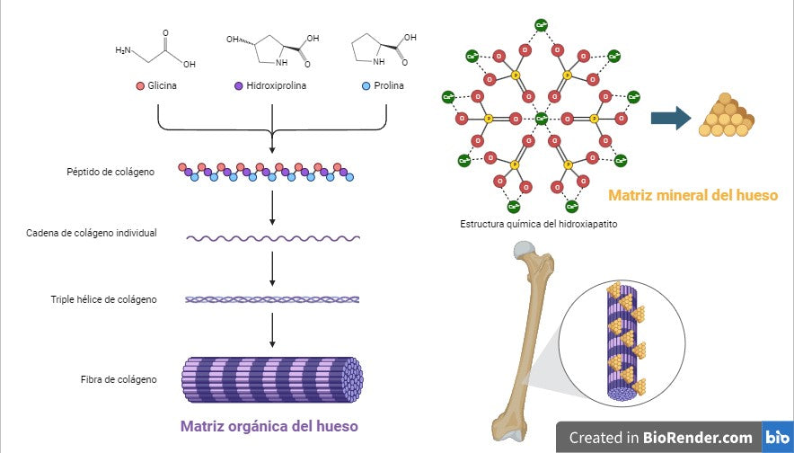 Matriz orgánica del hueso