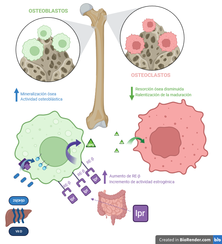 Osteoblastos y Osteoclastos