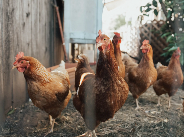 Groups of Chickens