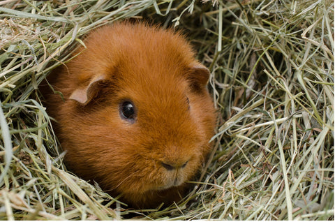 Guinea Pig in Hay