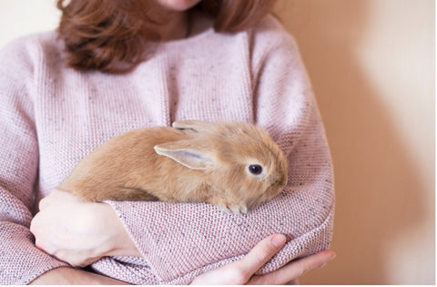 Rabbit in Lady Arms